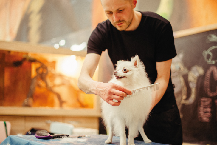 start pet grooming business