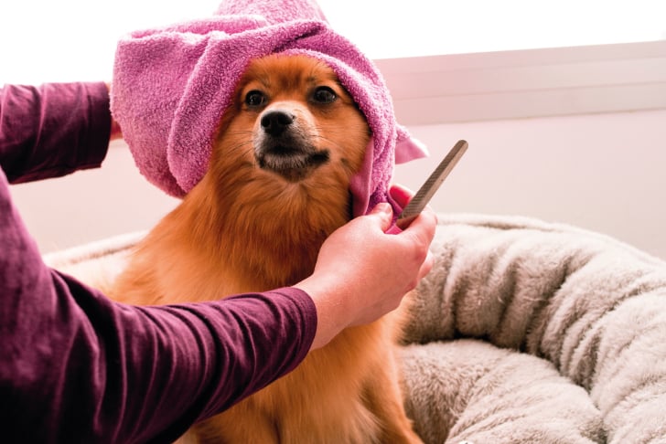 do you need a license or training to start a pet grooming business