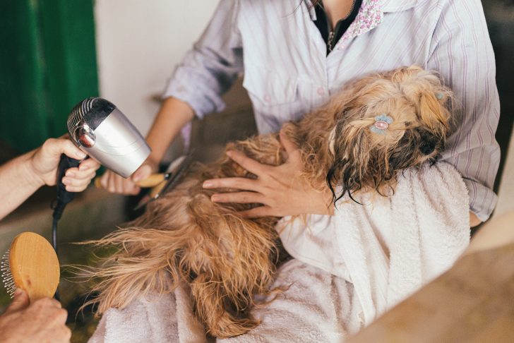 what are the startup costs for starting a pet grooming business