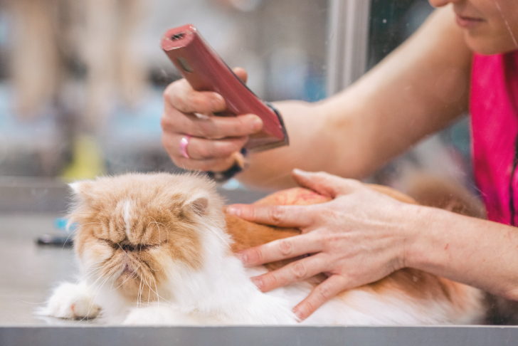 why should you start a pet grooming business