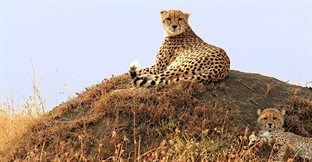  Safari businesses: 5 questions to ask before you invest