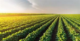 How to Buy a Farm in South Africa 