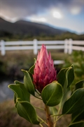 lifestyle investment protea farm - 1