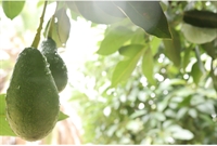 established agricultural enterprise rustenburg - 1