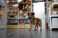 pet shop garden route - 2