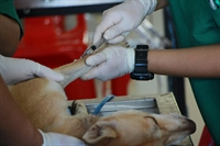 thriving vet practice - 1