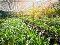 nursery landscaping maintenance services - 1