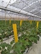fully automated commercial greenhouse - 2