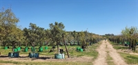 wholesale tree nursery farm - 2