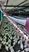 chicken farm zeerust - 3