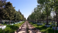 wholesale tree nursery farm - 1