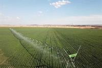 irrigation grazing farm - 1
