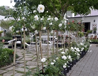well established garden centre - 3