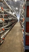 egg farm rearing farm - 1