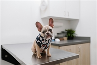 established veterinary hospital garden - 1
