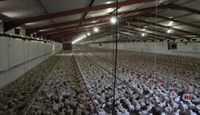 established broiler farm bronkhorstspruit - 3