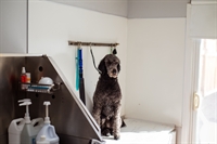 premium pet products proven - 1
