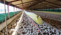 profitable broiler farm mpumalanga - 3