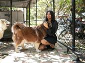 established dog kennels