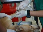 thriving vet practice