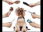 doggy salon kleinmond