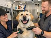 mobile pet grooming business