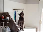 premium pet products proven