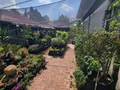 established coffee shop nursery